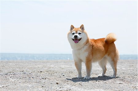 simsearch:859-03036950,k - Shiba inu dog on the beach Photographie de stock - Rights-Managed, Code: 859-09013164