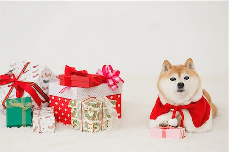 Shiba inu dog with Christmas clothes Foto de stock - Con derechos protegidos, Código: 859-09013169
