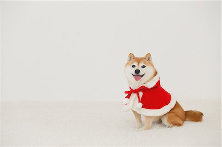 Shiba inu dog with Christmas clothes Foto de stock - Con derechos protegidos, Código: 859-09013174