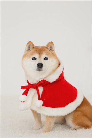 Shiba inu dog with Christmas clothes Foto de stock - Con derechos protegidos, Código: 859-09013175