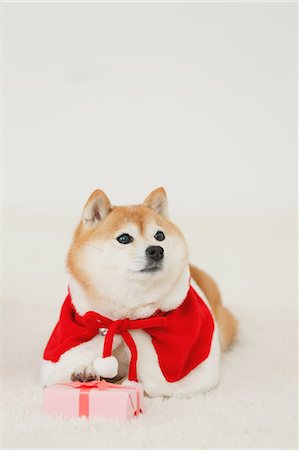 Shiba inu dog with Christmas clothes Foto de stock - Con derechos protegidos, Código: 859-09013170