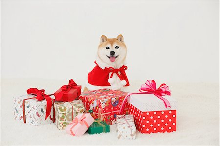 dog christmas present - Shiba inu dog with Christmas clothes Stock Photo - Rights-Managed, Code: 859-09013172