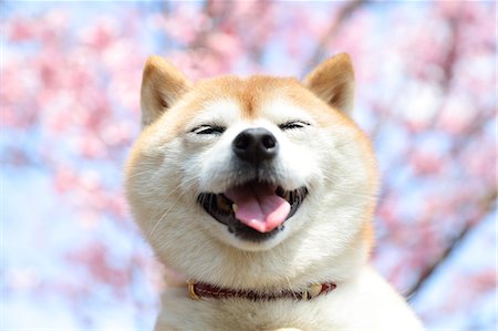 front view - Shiba inu dog and blooming cherry blossoms Stock Photo - Rights-Managed, Code: 859-09013204