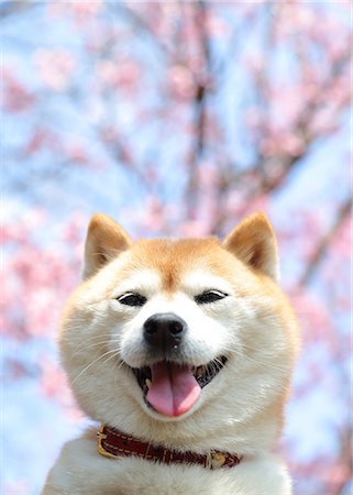 Shiba inu dog and blooming cherry blossoms Foto de stock - Con derechos protegidos, Código: 859-09013201