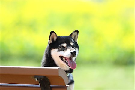pictures of parks - Shiba inu dog on a bench Stock Photo - Rights-Managed, Code: 859-09013214