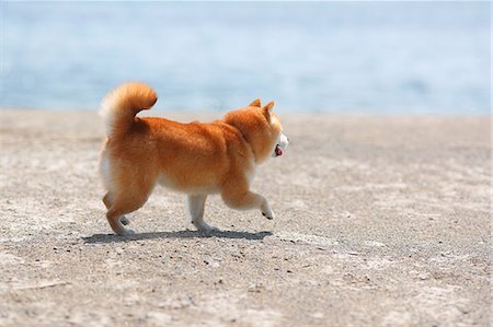 simsearch:859-03036950,k - Shiba inu dog on the beach Photographie de stock - Rights-Managed, Code: 859-09013226