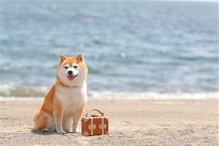 simsearch:859-09013162,k - Shiba inu dog on the beach Stock Photo - Rights-Managed, Code: 859-09013234