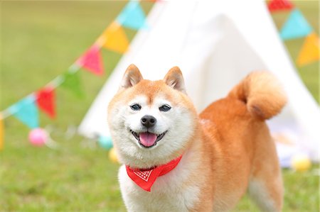 park decoration - Shiba inu dog by tipi tent Stock Photo - Rights-Managed, Code: 859-09013235