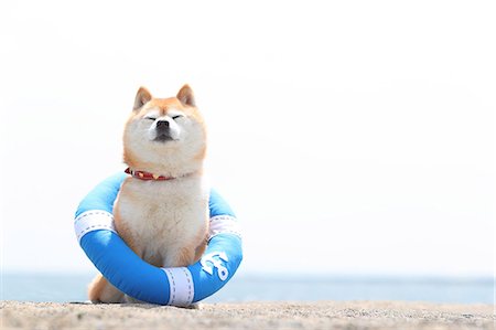 explícito - Shiba inu dog on the beach Foto de stock - Con derechos protegidos, Código: 859-09013230