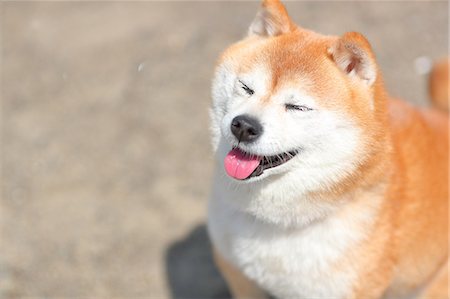 simsearch:859-03036950,k - Shiba inu dog on the beach Photographie de stock - Rights-Managed, Code: 859-09013233