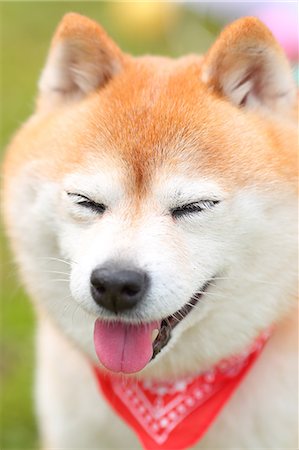 dog with mouth open - Shiba inu dog portrait Stock Photo - Rights-Managed, Code: 859-09013245