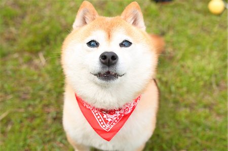 Shiba inu dog portrait Foto de stock - Con derechos protegidos, Código: 859-09013247