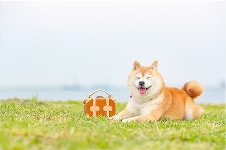 Shiba inu dog by the sea Stock Photo - Rights-Managed, Code: 859-09013249