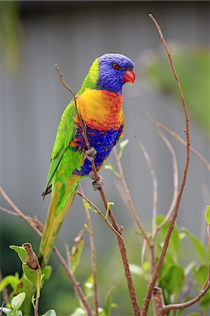 Rainbow Lorikeet, (Trichoglossus haematodus), adult on branch, Cuddly Creek, South Australia, Australia Photographie de stock - Rights-Managed, Code: 859-09060066