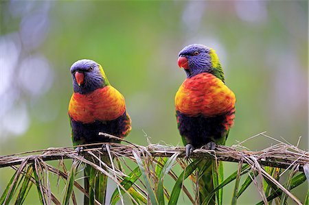 Rainbow Lorikeet, (Trichoglossus haematodus), couple on branch, Cuddly Creek, South Australia, Australia Stockbilder - Lizenzpflichtiges, Bildnummer: 859-09060067