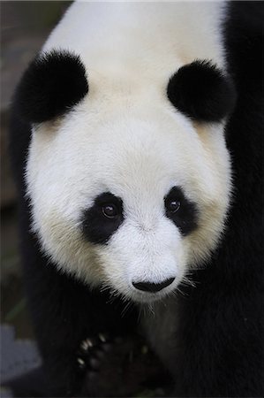 pandas nobody - Giant Panda, (Ailuropoda melanoleuca), adult portrait, Adelaide, South Australia, Australia Stock Photo - Rights-Managed, Code: 859-09060074