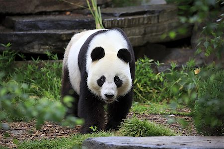 pandas nobody - Giant Panda, (Ailuropoda melanoleuca), adult, Adelaide, South Australia, Australia Stock Photo - Rights-Managed, Code: 859-09060075