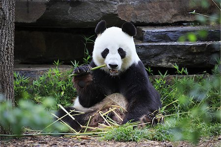 pandas nobody - Giant Panda, (Ailuropoda melanoleuca), adult feeding, Adelaide, South Australia, Australia Stock Photo - Rights-Managed, Code: 859-09060077