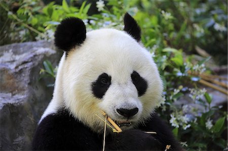 pandas nobody - Giant Panda, (Ailuropoda melanoleuca), adult feeding portrait, Adelaide, South Australia, Australia Stock Photo - Rights-Managed, Code: 859-09060073