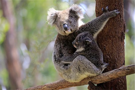 Koala, (Phascolarctos cinereus), mother with young on tree, Mount Lofty, South Australia, Australia Stockbilder - Lizenzpflichtiges, Bildnummer: 859-09060084