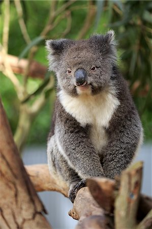 Koala, (Phascolarctos cinereus), adult on tree, Kangaroo Island, South Australia, Australia Stock Photo - Rights-Managed, Code: 859-09060088