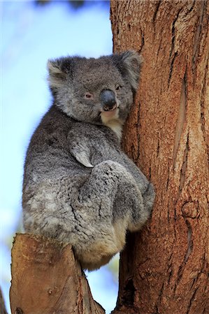 Koala, (Phascolarctos cinereus), adult on tree, Kangaroo Island, South Australia, Australia Foto de stock - Con derechos protegidos, Código: 859-09060089