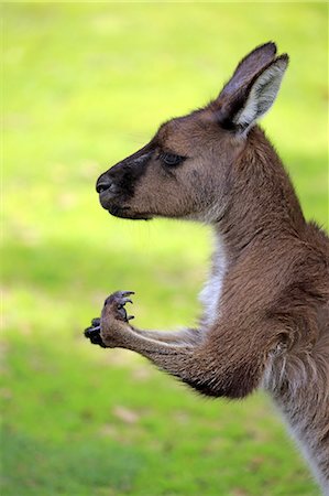 Kangaroo Island Kangaroo, (Macropus fuliginosus fuliginosus), adult portrait, Kangaroo Island, South Australia, Australia Foto de stock - Con derechos protegidos, Código: 859-09060081