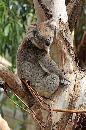 Koala, (Phascolarctos cinereus), adult on tree, Mount Lofty, South Australia, Australia Stock Photo - Rights-Managed, Code: 859-09060082