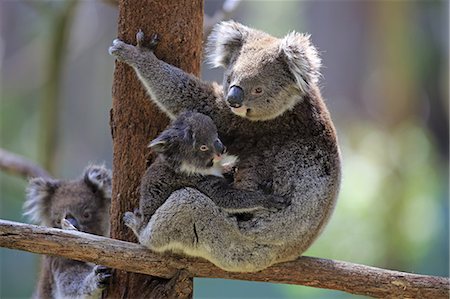 Koala, (Phascolarctos cinereus), mother with young on tree, Mount Lofty, South Australia, Australia Foto de stock - Con derechos protegidos, Código: 859-09060083