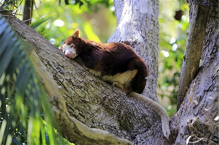 Matschie's Tree Kangaroo, (Dendrolagus matschiei), adult on tree resting, New Guinea Photographie de stock - Rights-Managed, Code: 859-09060095