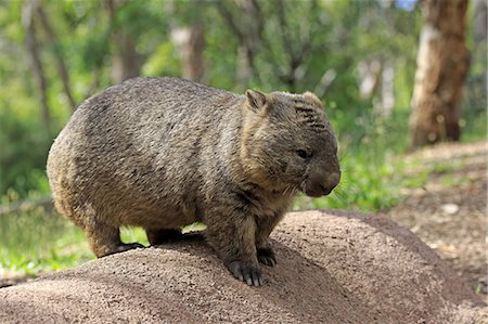 south australia - Common wombat, (Vombatus ursinus), adult, Mount Lofty, South Australia, Australia Stock Photo - Rights-Managed, Code: 859-09060098