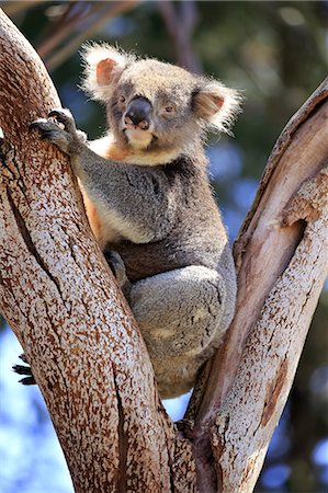 Koala, (Phascolarctos cinereus), adult on tree, Kangaroo Island, South Australia, Australia Photographie de stock - Rights-Managed, Code: 859-09060091