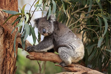 Koala, (Phascolarctos cinereus), adult on tree, Kangaroo Island, South Australia, Australia Stock Photo - Rights-Managed, Code: 859-09060092