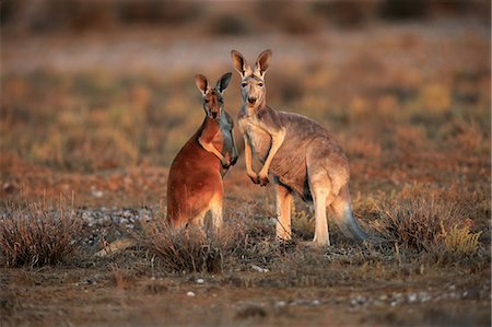 red kangaroo of australia - Red Kangaroo, (Macropus rufus), female with subadult, Sturt Nationalpark, New South Wales, Australia Stock Photo - Rights-Managed, Code: 859-09060108