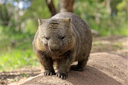 Common wombat, (Vombatus ursinus), adult, Mount Lofty, South Australia, Australia Photographie de stock - Rights-Managed, Code: 859-09060100