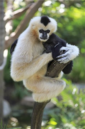 singe (primate) - Northern White-Cheeked Gibbon, (Nomascus leucogenys), adult female with young on tree, social behaviour, Vietnam, Asia Photographie de stock - Rights-Managed, Code: 859-09060101