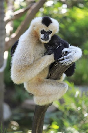 primate - Northern White-Cheeked Gibbon, (Nomascus leucogenys), adult female with young on tree, social behaviour, Vietnam, Asia Fotografie stock - Rights-Managed, Codice: 859-09060101