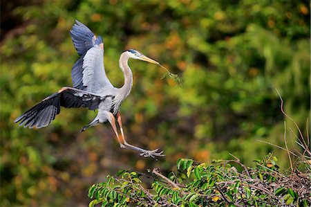 simsearch:859-09060275,k - Great Blue Heron, (Ardea herodias), adult flying with nesting material, Wakodahatchee Wetlands, Delray Beach, Florida, USA Stock Photo - Rights-Managed, Code: 859-09060118