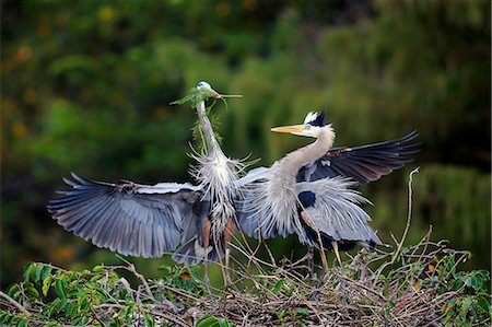 simsearch:859-09060275,k - Great Blue Heron, (Ardea herodias), adult couple at nest with nesting material, social behaviour, Wakodahatchee Wetlands, Delray Beach, Florida, USA Stock Photo - Rights-Managed, Code: 859-09060119