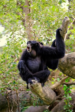simsearch:859-09060225,k - Siamang, (Symphalangus syndactylus), adult calling, captive, Southeast Asia Stock Photo - Rights-Managed, Code: 859-09060127