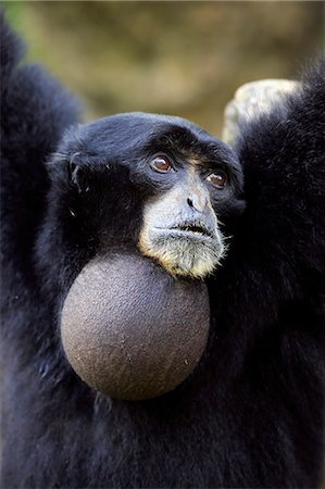 simsearch:859-09060225,k - Siamang, (Symphalangus syndactylus), adult calling portrait, captive, Southeast Asia Stock Photo - Rights-Managed, Code: 859-09060128