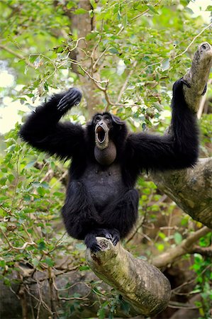 simsearch:859-09060225,k - Siamang, (Symphalangus syndactylus), adult calling, captive, Southeast Asia Stock Photo - Rights-Managed, Code: 859-09060129