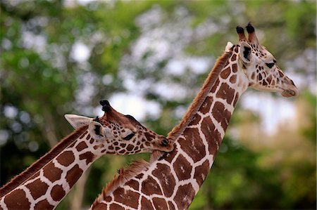 Reticulated Giraffe, (Giraffa camelopardalis reticulata), two adults social behaviour, Africa Photographie de stock - Rights-Managed, Code: 859-09060121
