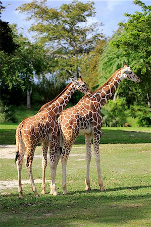 Reticulated Giraffe, (Giraffa camelopardalis reticulata), two adults social behaviour, Africa Photographie de stock - Rights-Managed, Code: 859-09060122