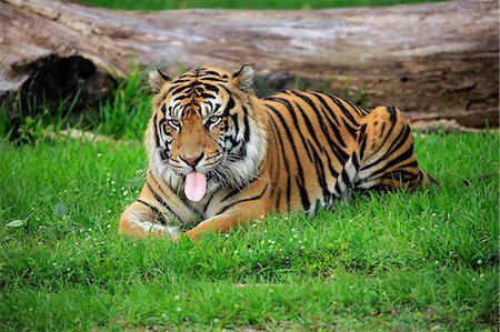 Sumatran Tiger, (Panthera tigris sumatrae), adult male alert, Sumatra, Asia Foto de stock - Con derechos protegidos, Código: 859-09060134