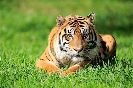 sumatra - Sumatran Tiger, (Panthera tigris sumatrae), adult male alert, Sumatra, Asia Photographie de stock - Rights-Managed, Code: 859-09060136