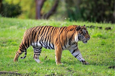 sumatra - Sumatran Tiger, (Panthera tigris sumatrae), adult male walking, Sumatra, Asia Stock Photo - Rights-Managed, Code: 859-09060132