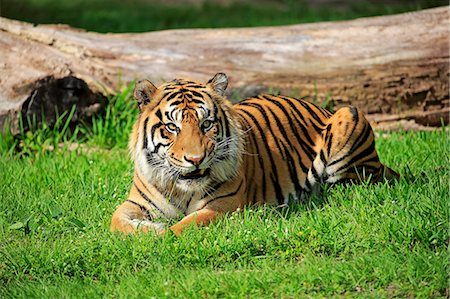 Sumatran Tiger, (Panthera tigris sumatrae), adult male alert, Sumatra, Asia Foto de stock - Con derechos protegidos, Código: 859-09060133