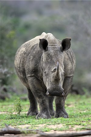 rhino south africa - White Rhinoceros, Square-Lipped Rhinoceros, (Ceratotherium simum), adult searching for food, Hluhluwe Umfolozi Nationalpark, Hluhluwe iMfolozi Nationalpark, KwaZulu Natal, South Africa, Africa Stock Photo - Rights-Managed, Code: 859-09060144