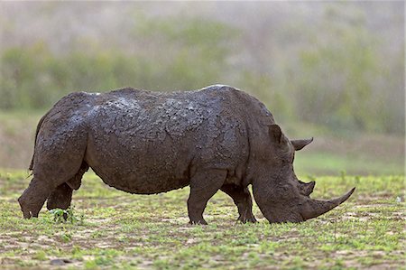 rhino south africa - White Rhinoceros, Square-Lipped Rhinoceros, (Ceratotherium simum), adult feeding, Hluhluwe Umfolozi Nationalpark, Hluhluwe iMfolozi Nationalpark, KwaZulu Natal, South Africa, Africa Stock Photo - Rights-Managed, Code: 859-09060147